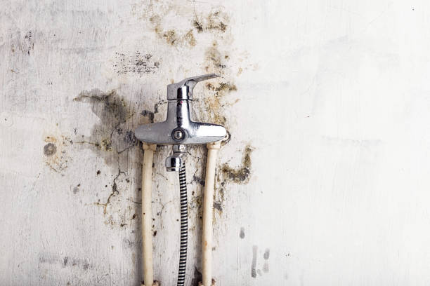 Best Mold Testing  in Millvale, PA