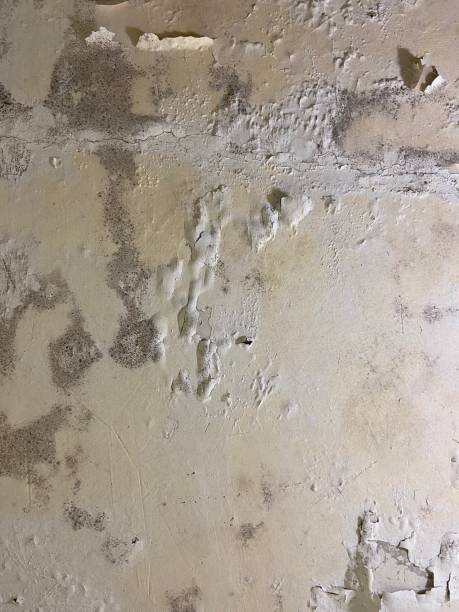 Best Fast Mold Removal  in Millvale, PA